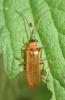 Rhagonycha nigriceps